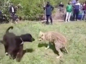 Momento en el que uno de los perros ataca al lobo atrapado Momento en el que uno de los perros ataca al lobo atrapado