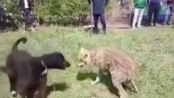 Momento en el que uno de los perros ataca al lobo atrapado
