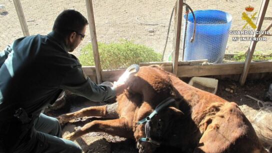 Los agentes del Seprona inspeccionan el cad&aacute;ver del caballo dentro de la finca