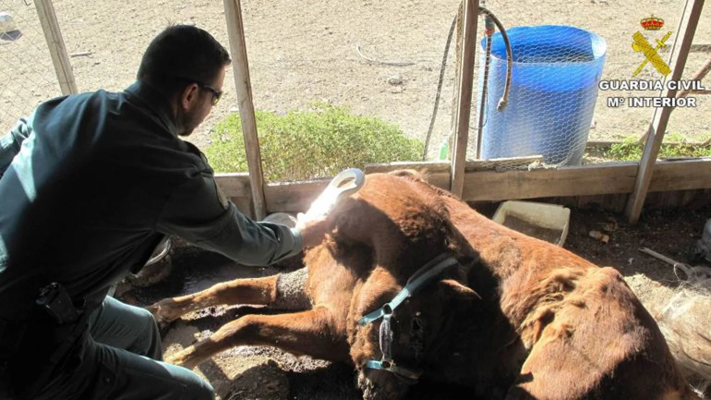 Los agentes del Seprona inspeccionan el cadáver del caballo dentro de la finca Los agentes del Seprona inspeccionan el cadáver del caballo dentro de la finca