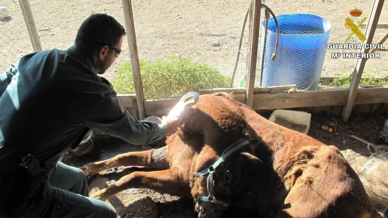 Los agentes del Seprona inspeccionan el cadáver del caballo dentro de la finca Los agentes del Seprona inspeccionan el cadáver del caballo dentro de la finca