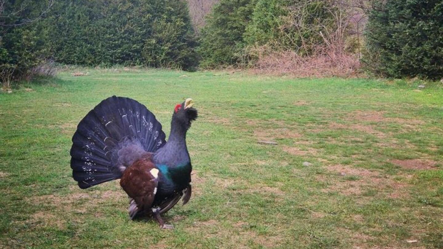 Imagen de un urogallo macho facilitado por el Gobierno aragon&eacute;s