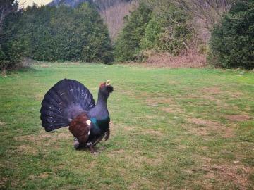 Imagen de un urogallo macho facilitado por el Gobierno aragonés Imagen de un urogallo macho facilitado por el Gobierno aragonés