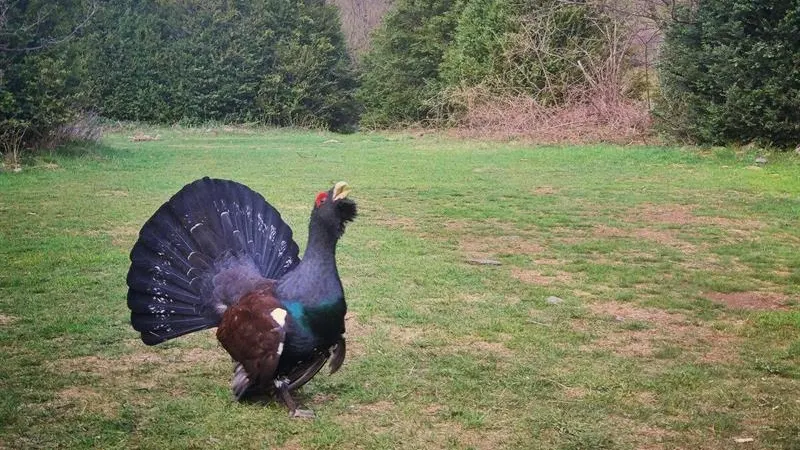 Imagen de un urogallo macho facilitado por el Gobierno aragonés