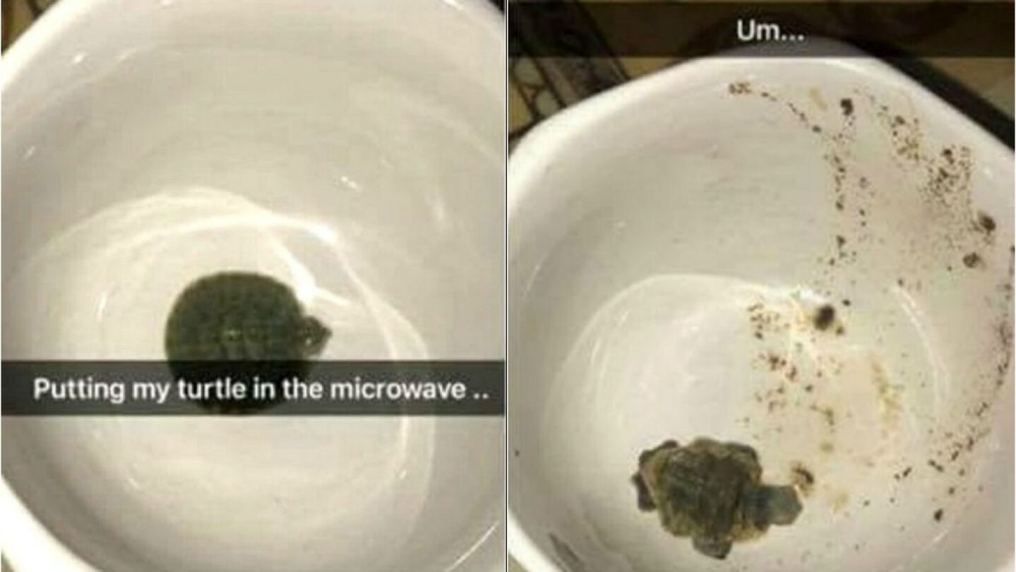 La imagen de la tortuga antes y despu&eacute;s de meterlo en el microondas
