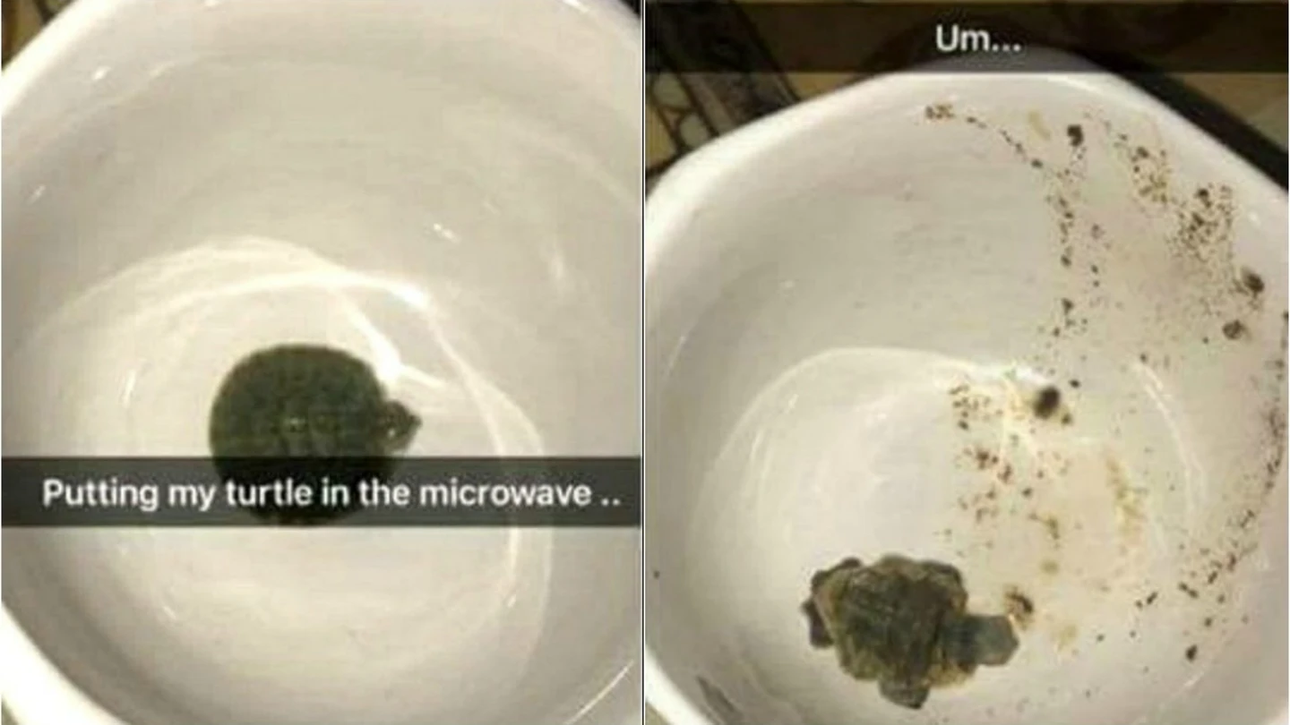 La imagen de la tortuga antes y después de meterlo en el microondas La imagen de la tortuga antes y después de meterlo en el microondas