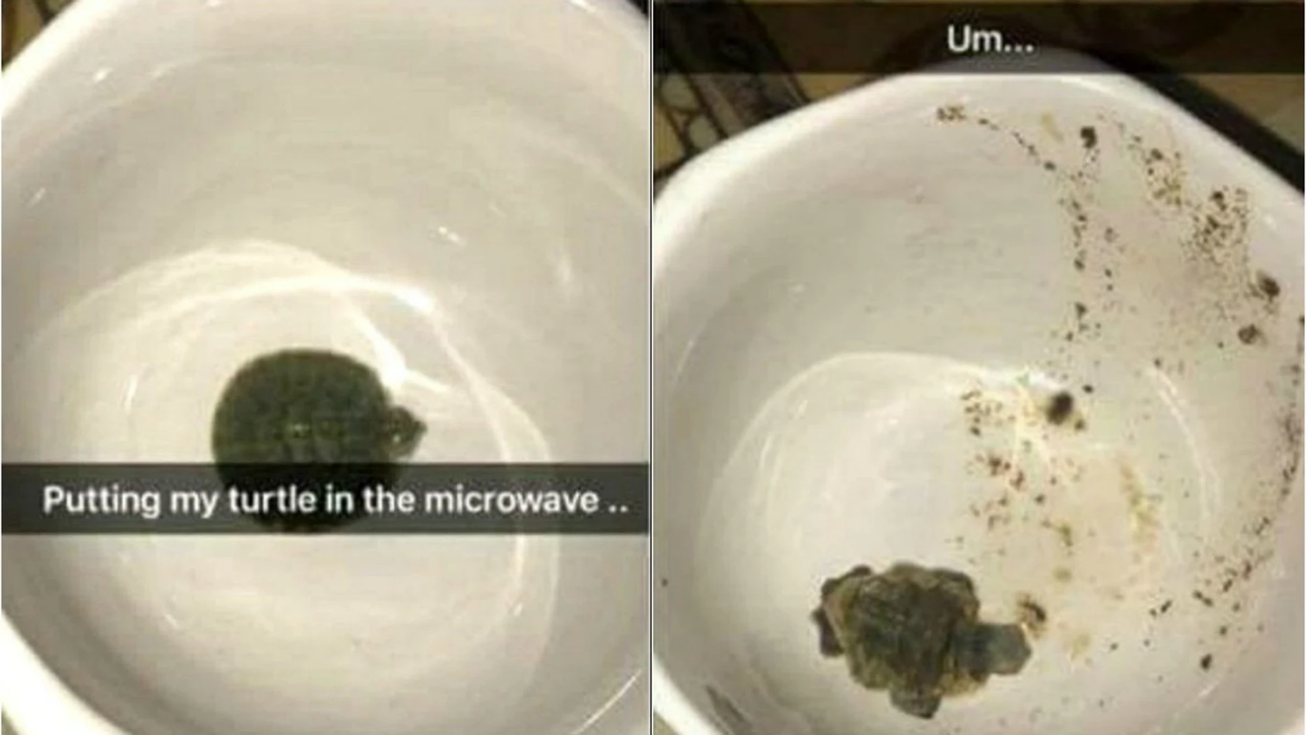 La imagen de la tortuga antes y después de meterlo en el microondas