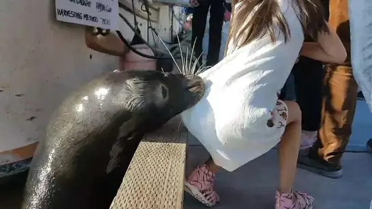 Un león marino atrapa a una niña y la tira al agua Un león marino atrapa a una niña y la tira al agua