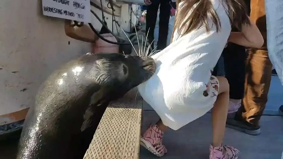 Un león marino atrapa a una niña y la tira al agua Un león marino atrapa a una niña y la tira al agua