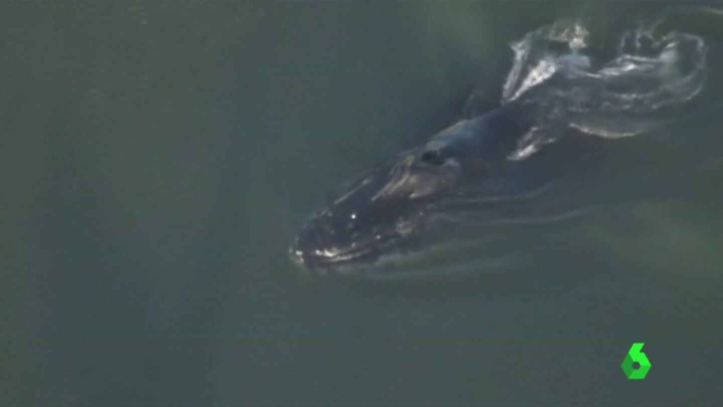 Una ballena jorobada de m&aacute;s de diez metros, atrapada en un puerto de California