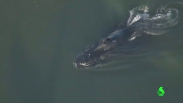 Una ballena jorobada de más de diez metros, atrapada en un puerto de California