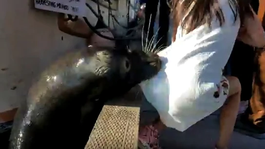 Un león marino arrastra a una niña hasta el agua Un león marino arrastra a una niña hasta el agua