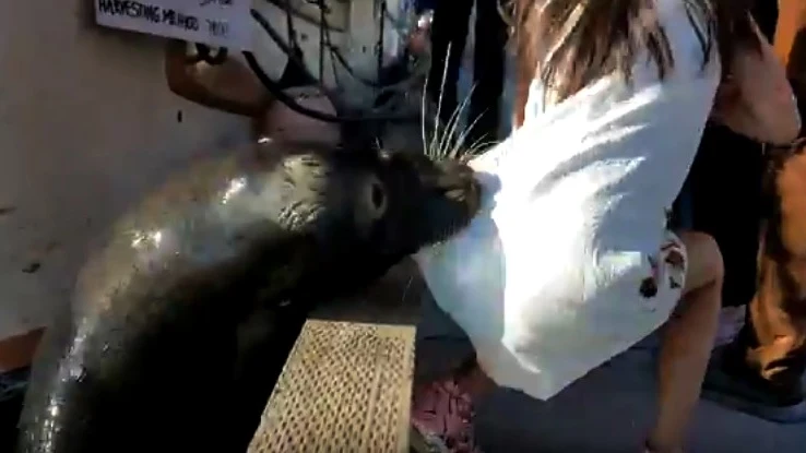 Un león marino arrastra a una niña hasta el agua Un león marino arrastra a una niña hasta el agua