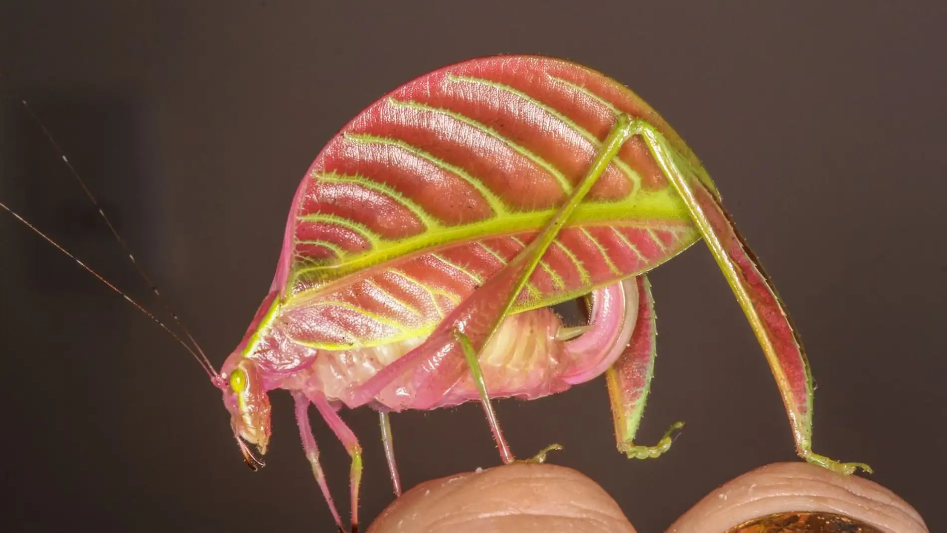 Un saltamontes con forma de hoja entre las especies mas curiosas de 2016