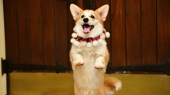 Un perro sosteniéndose a dos patas Un perro sosteniéndose a dos patas