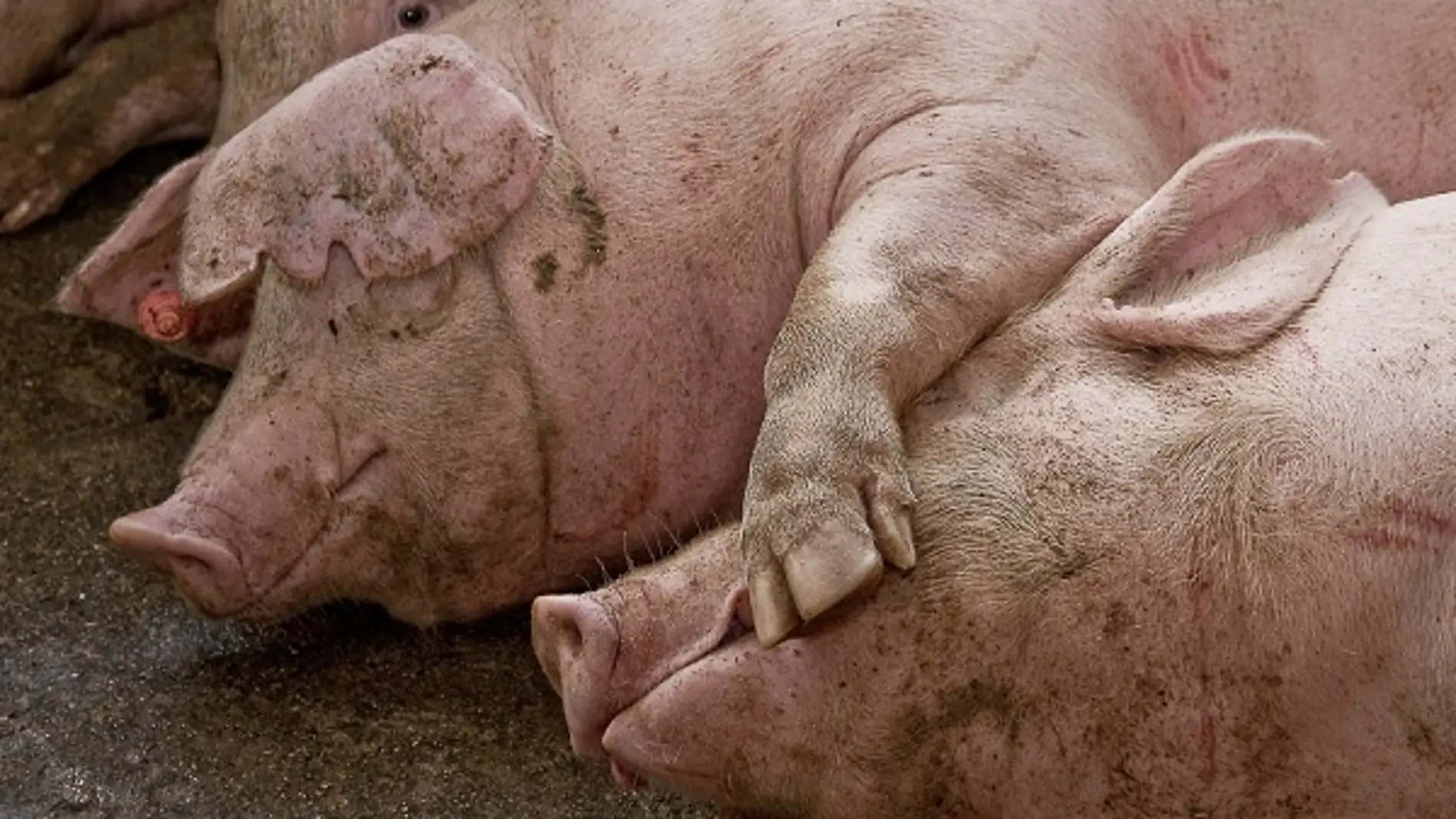 Más de un tercio de la producción ganadera de España se centra en la especie porcina. / Alejandro Arango.