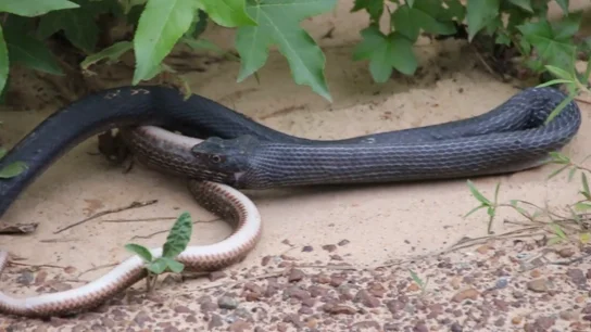 Una serpiente regurgita a otra Una serpiente regurgita a otra