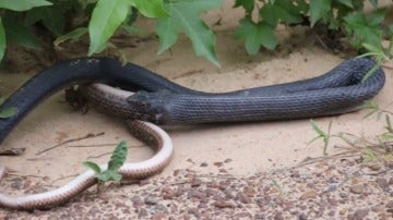 Una serpiente regurgita a otra
