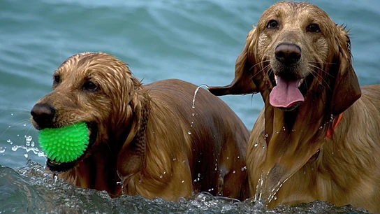 Dos perros dándose un baño Isla para perros