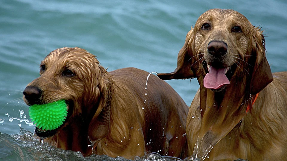 Isla para perros