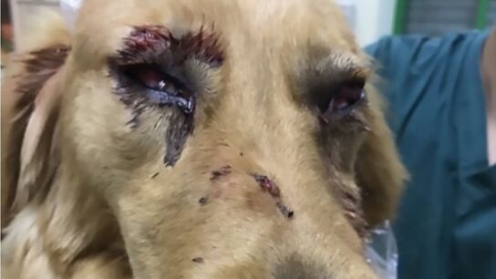 Las del golden retriever tras el viaje en avi&oacute;n