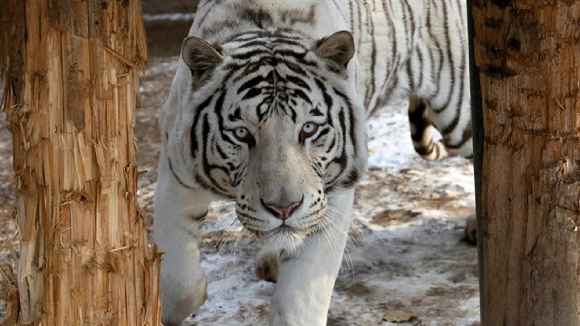 Imagen de archivo de un tigre albino