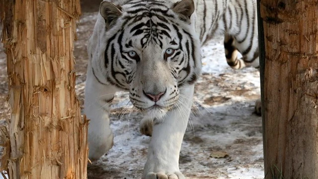 Imagen de archivo de un tigre albino