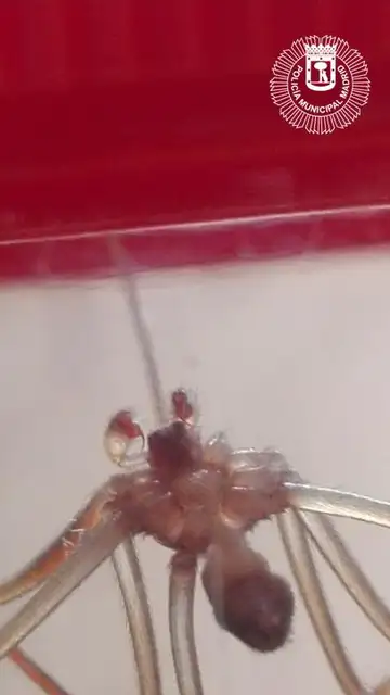La araña violinista aparecida en un piso de Vallecas La araña violinista aparecida en un piso de Vallecas