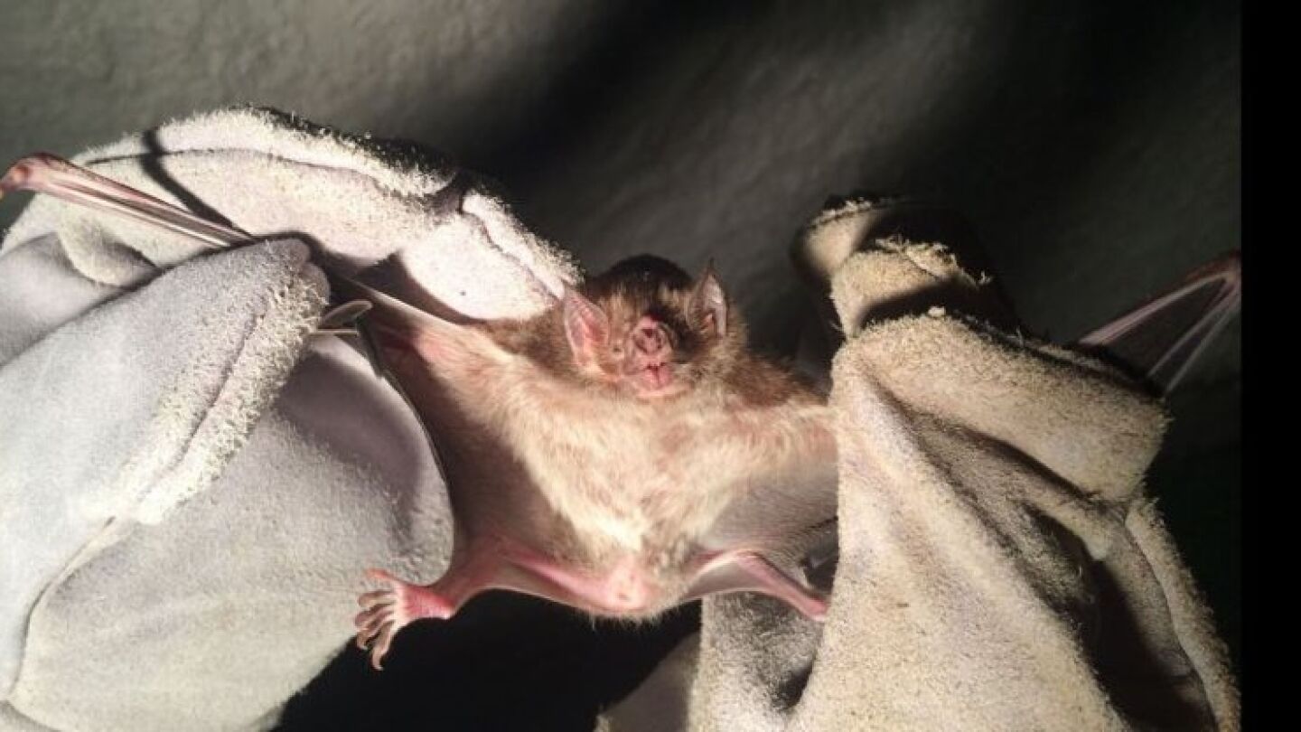Un muci&eacute;rlago vampiro capturado por un miembro de control de pragas