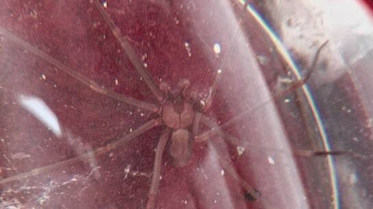 Un ejemplar de ara&ntilde;a violinista