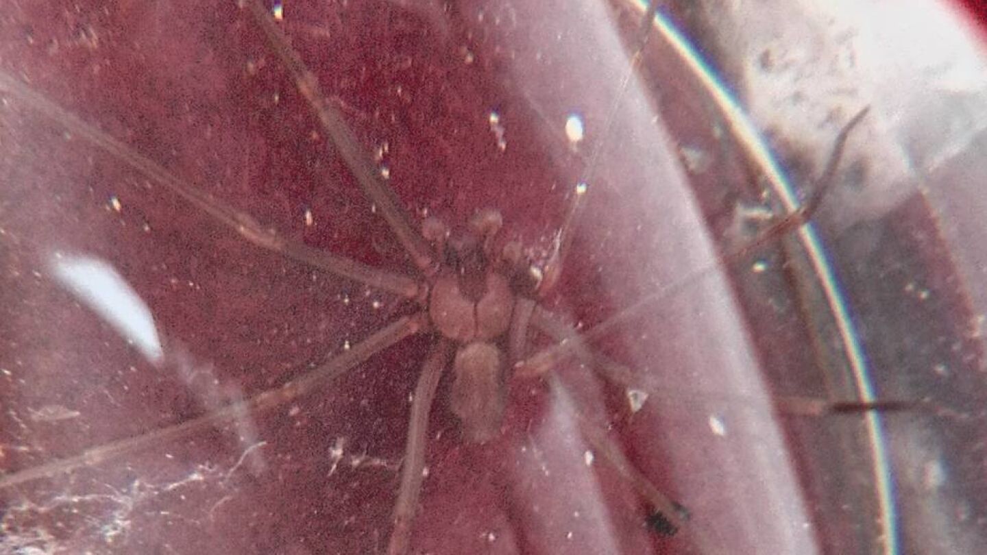 Un ejemplar de ara&ntilde;a violinista