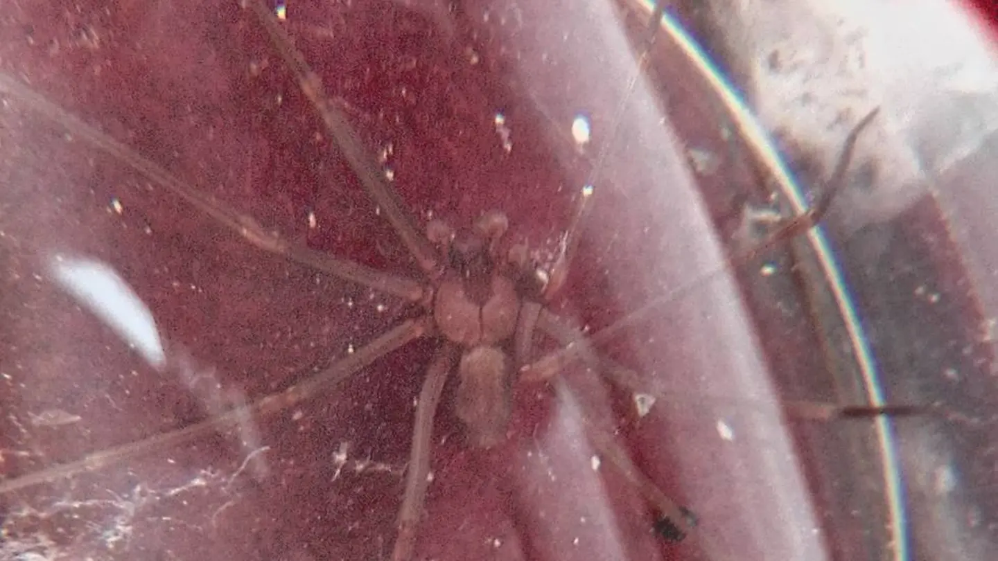 Un ejemplar de araña violinista Un ejemplar de araña violinista