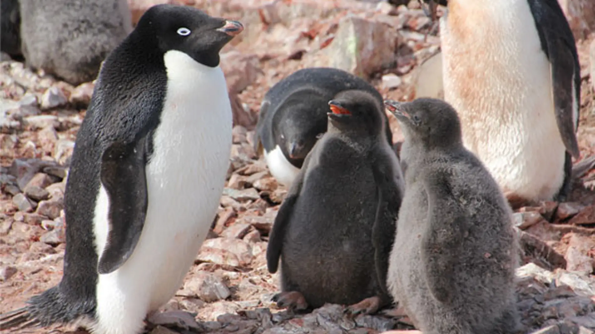 El desgaste fisico de los pingueinos ante la crianza tiende a variar segun su sexo