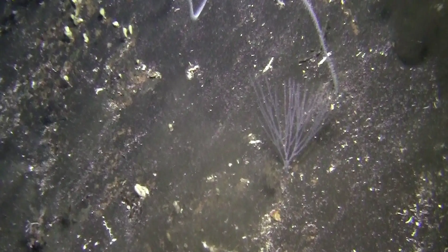 Una investigación de la Universidad de Salamanca detecta que los corales negros de El Hierro atraparon gases procedentes del manto terrestre meses antes de la erupción de 2011
