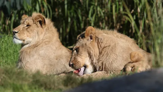 Imagen de archivo de dos leones Dos leones descansan al sol.