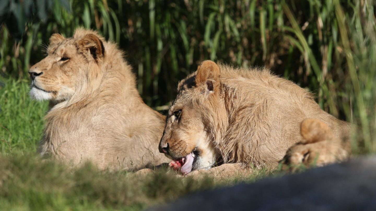 Dos leones descansan al sol.