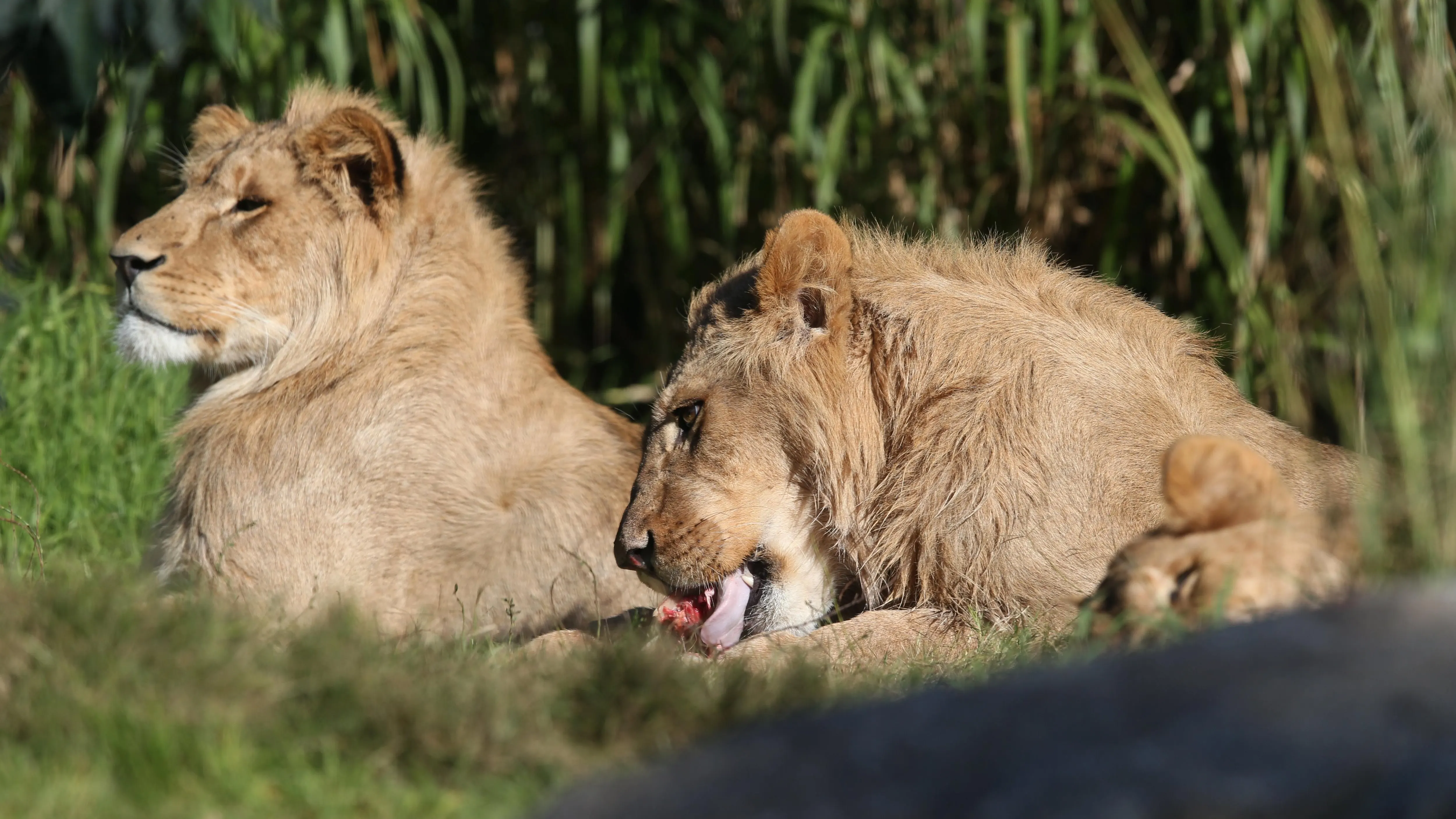 Dos leones descansan al sol.