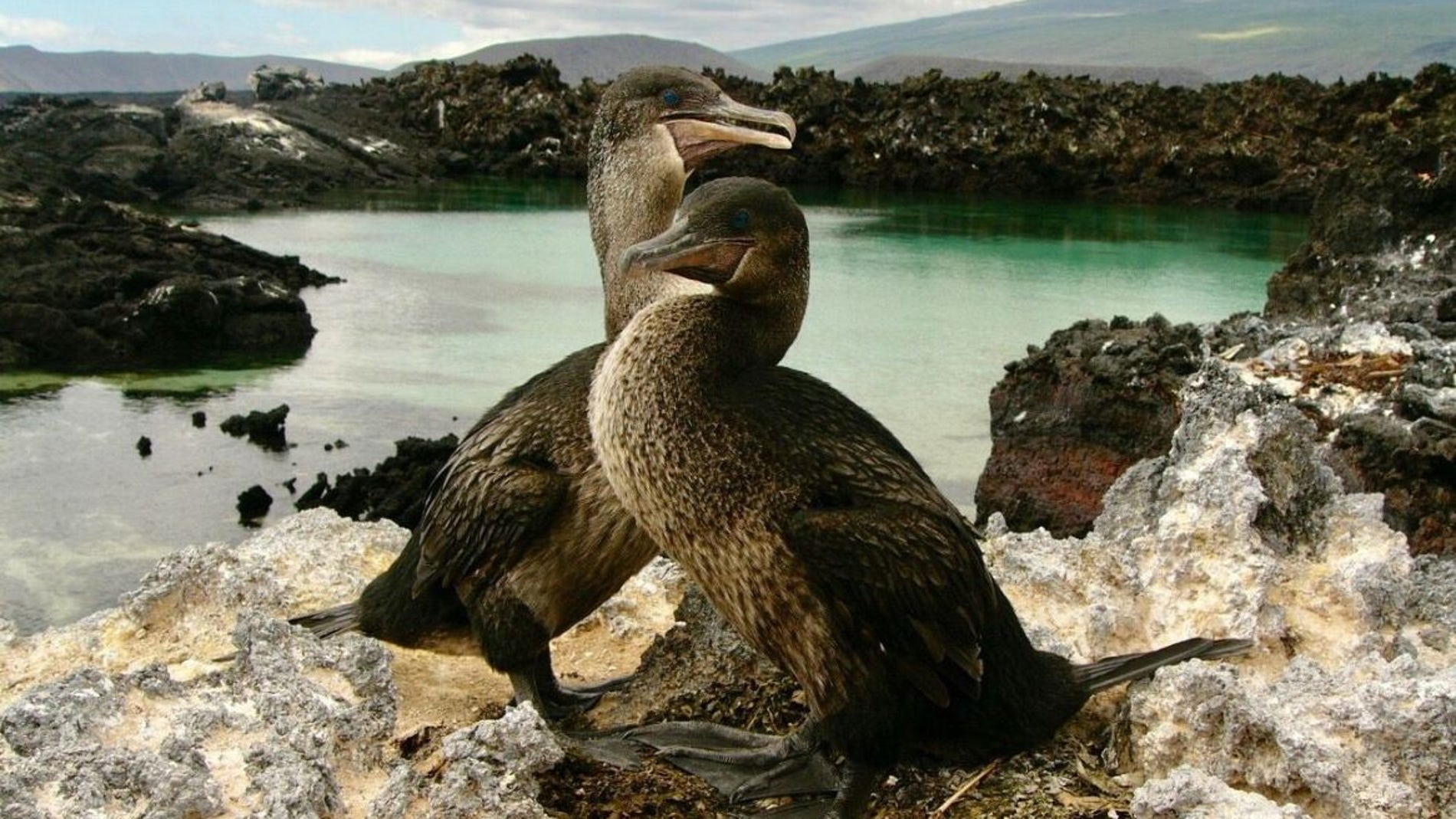 El ADN del cormoran de las Galapagos explica por que dejo de volar