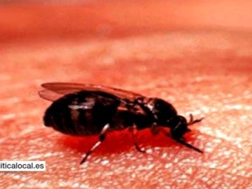 Ejemplar de la Mosca Negra Ejemplar de la Mosca Negra