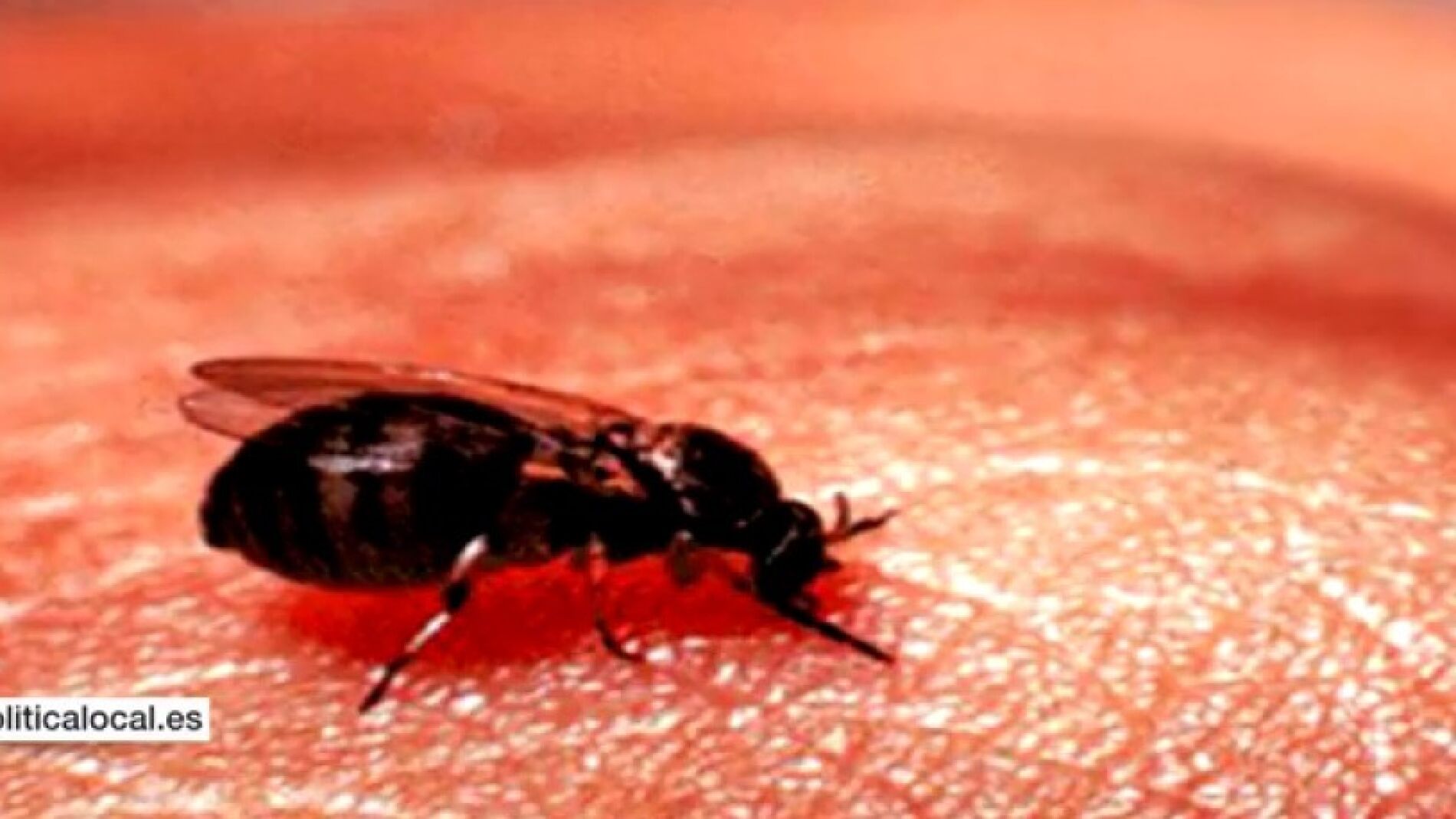 Ejemplar de la Mosca Negra