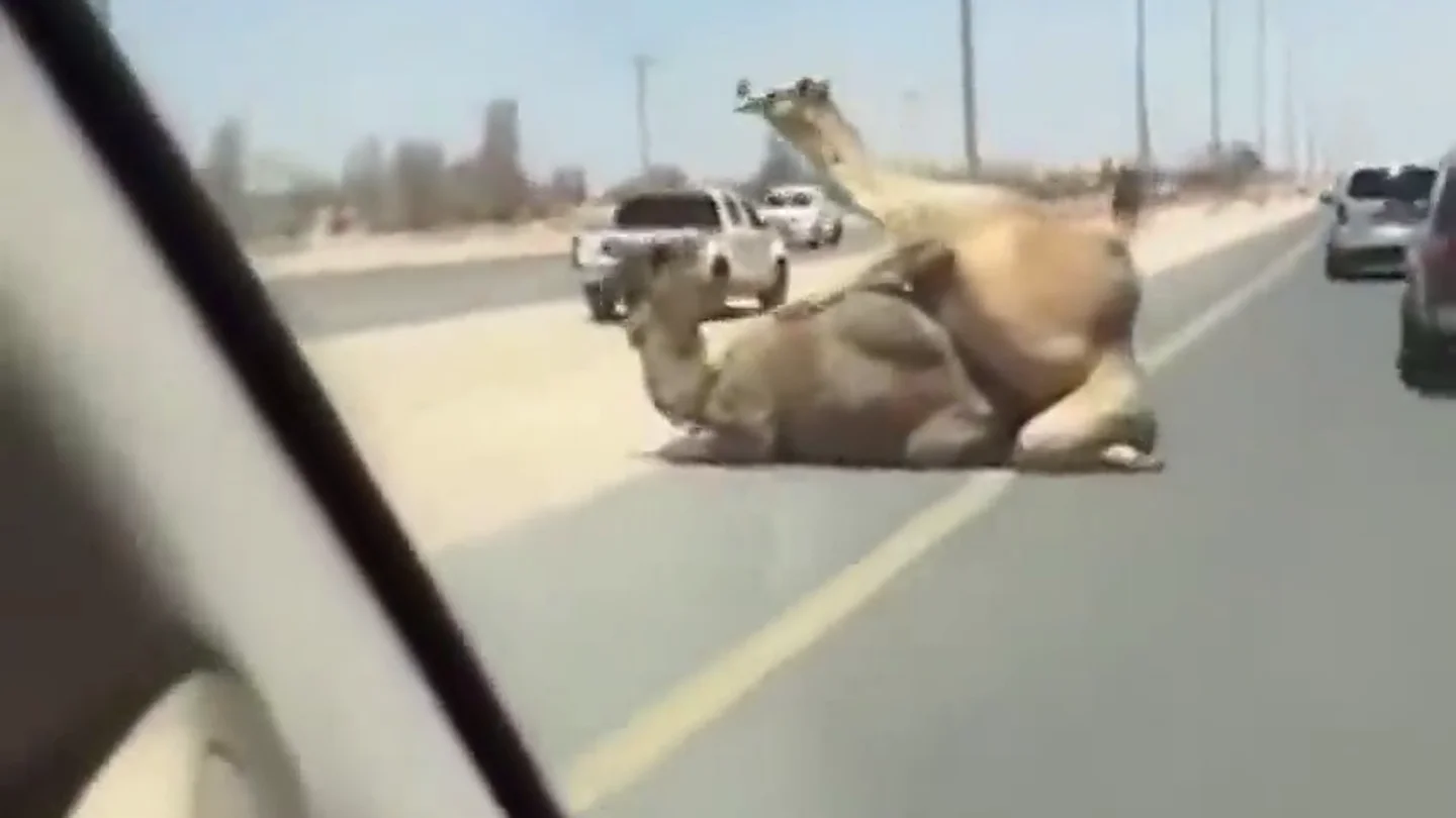 Frame 7.258675 de: Las sorprendentes imágenes de dos camellos copulando en medio de la carretera Frame 7.258675 de: Las sorprendentes imágenes de dos camellos copulando en medio de la carretera