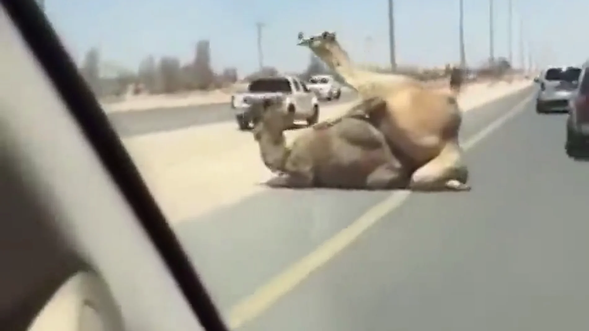 Frame 7.258675 de: Las sorprendentes imágenes de dos camellos copulando en medio de la carretera 