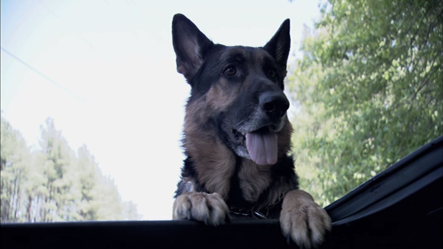 'Hero', el h&eacute;roe canino de una localidad de Georgia, en Estados Unidos