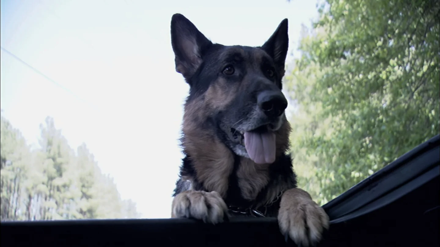'Hero', el héroe canino de una localidad de Georgia, en Estados Unidos 'Hero', el héroe canino de una localidad de Georgia, en Estados Unidos