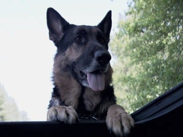 'Hero', el héroe canino de una localidad de Georgia, en Estados Unidos 'Hero', el héroe canino de una localidad de Georgia, en Estados Unidos