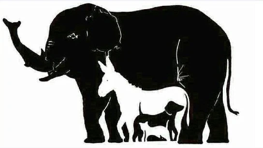 El reto visual de los animales El reto visual de los animales