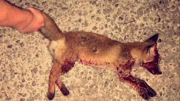 La foto del zorro muerto publicada en las redes sociales La foto del zorro muerto publicada en las redes sociales