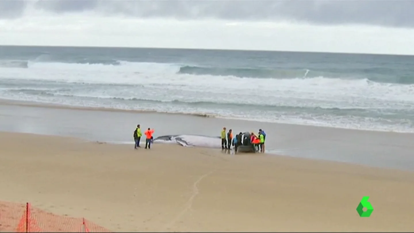 Ballena varada en Australia Ballena varada en Australia