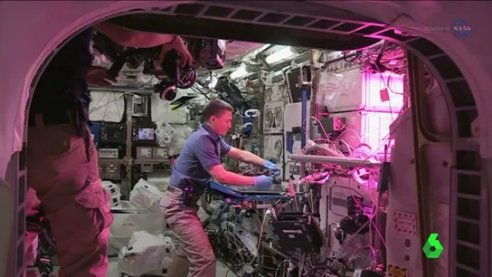 'Seedling Growth 3', el proyecto espacial que intenta descubrir un método para que las plantas crezcan en el espacio 'Seedling Growth 3', el proyecto espacial que intenta descubrir un método para que las plantas crezcan en el espacio