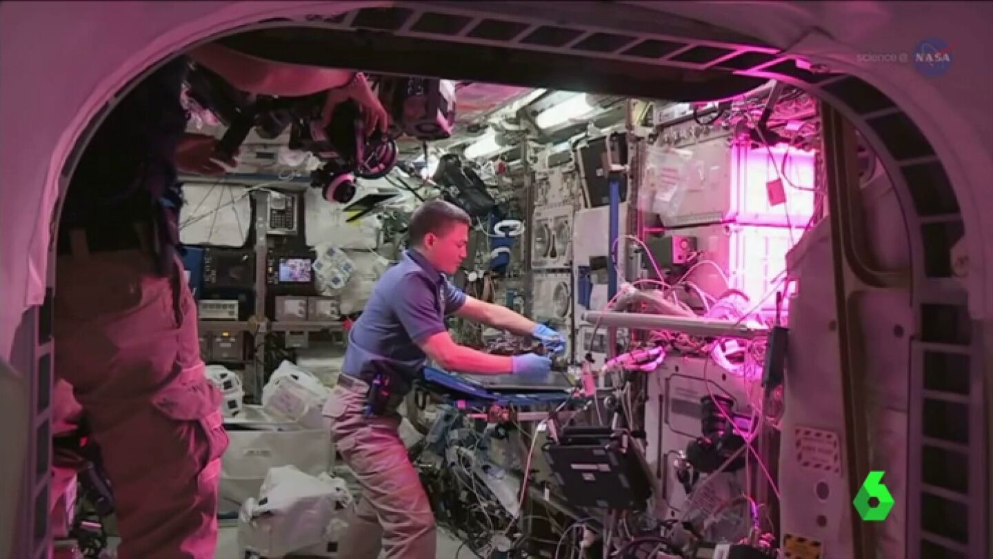 'Seedling Growth 3', el proyecto espacial que intenta descubrir un m&eacute;todo para que las plantas crezcan en el espacio